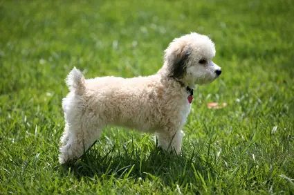 Bichon Frise