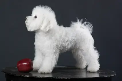 Bichon Frise