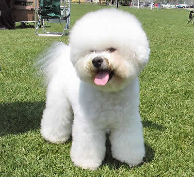 Bichon Frise