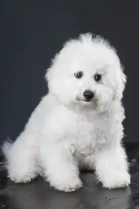 Bichon Frise