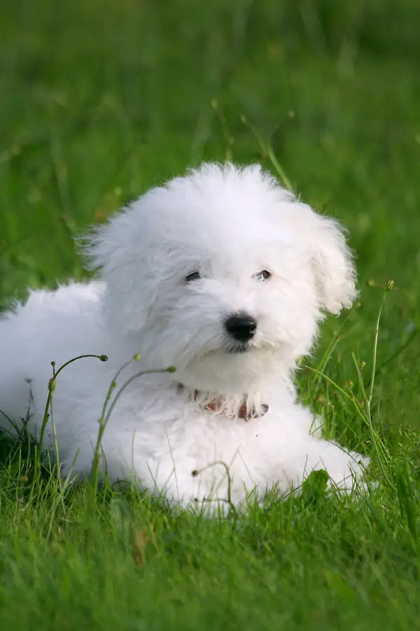 Bichon Frise