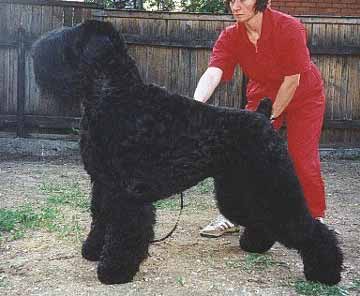 Black Russian Terrier