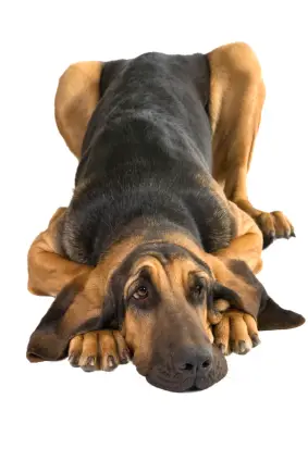 Bloodhound