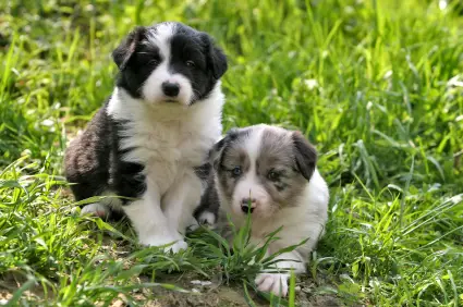 Border Collie