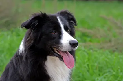Border Collie