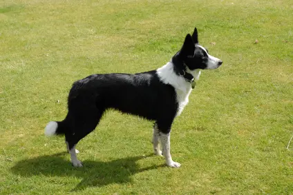 Border Collie