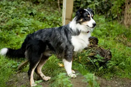 Border Collie