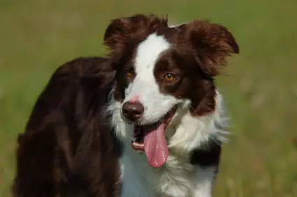Border Collie