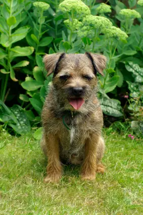 Border Terrier