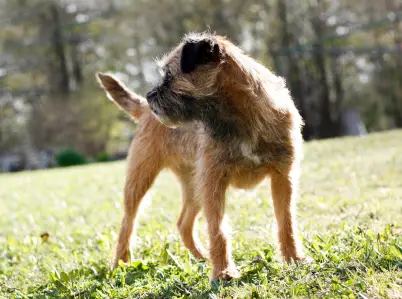 Border Terrier