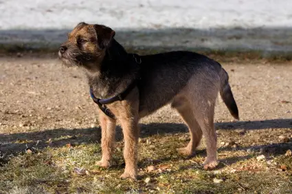 Border Terrier