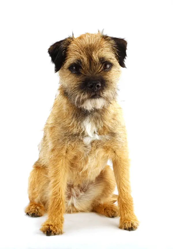 Border Terrier