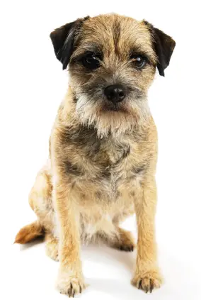 Border Terrier