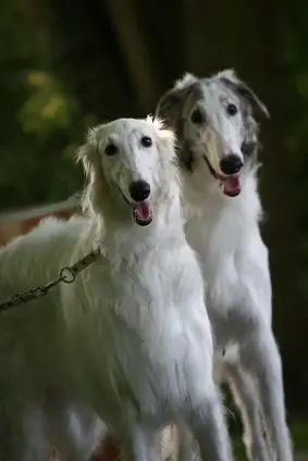 Borzoi