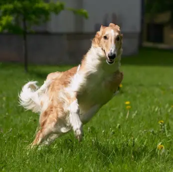 Borzoi