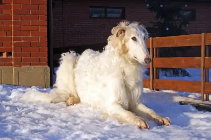 Borzoi