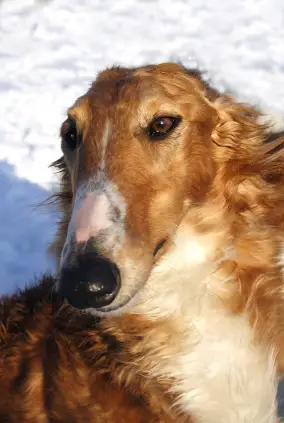 Borzoi