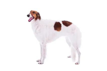 Borzoi