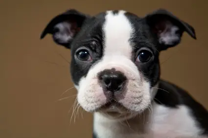 Boston Terrier