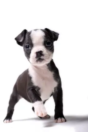 Boston Terrier