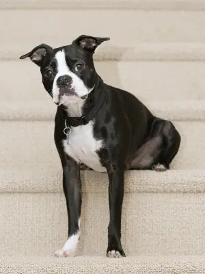 Boston Terrier
