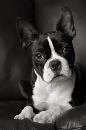 Boston Terrier