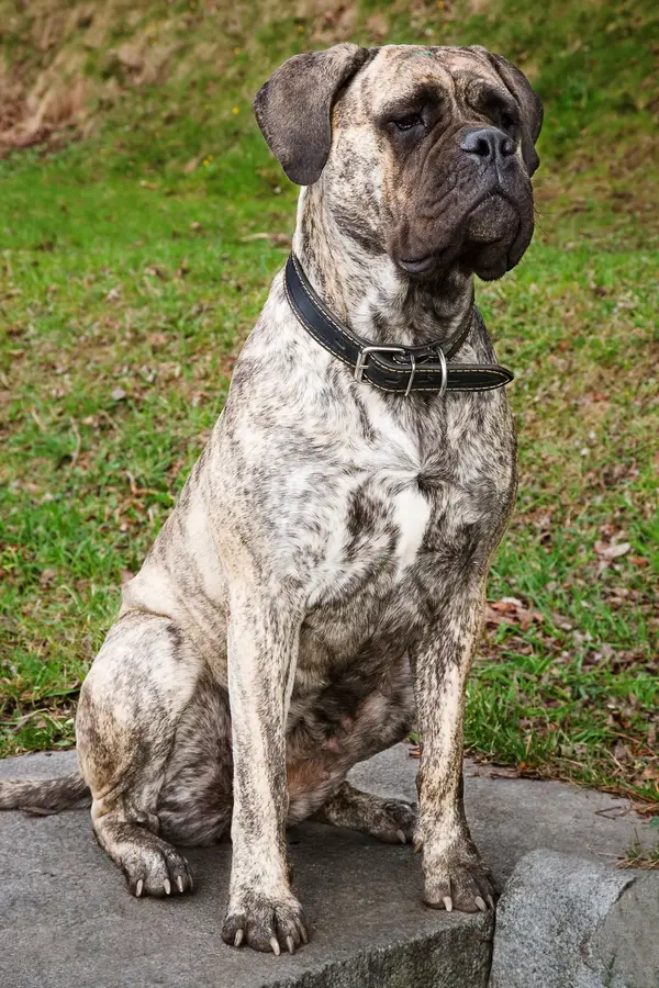 Boxer