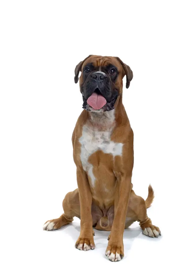 Boxer