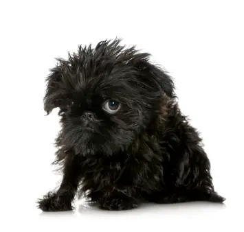 Brussels Griffon