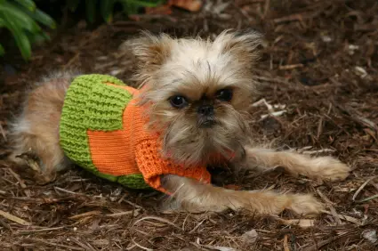 Brussels Griffon
