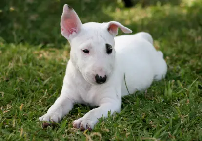 Bull Terrier