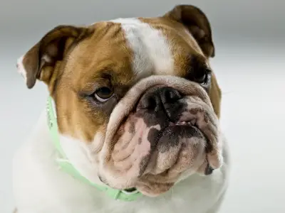 Bulldog