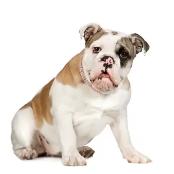 Bulldog