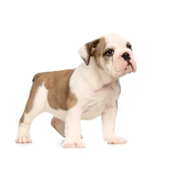 Bulldog