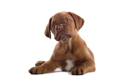 Bullmastiff