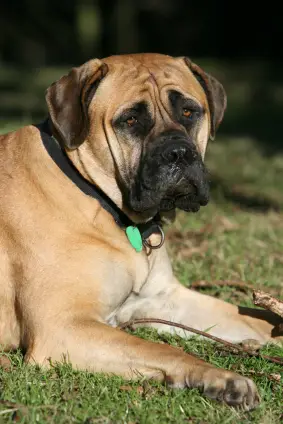 Bullmastiff