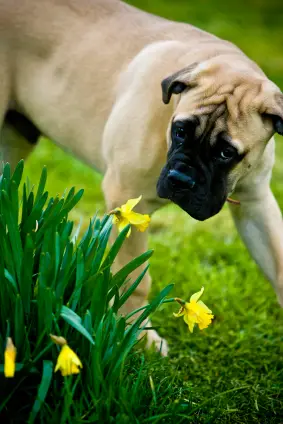 Bullmastiff