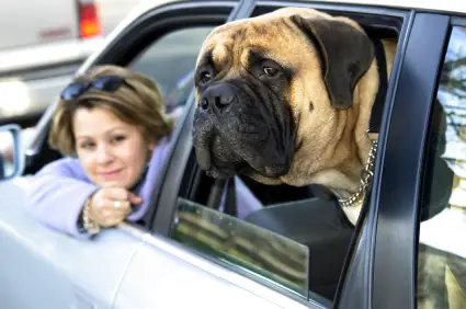 Bullmastiff