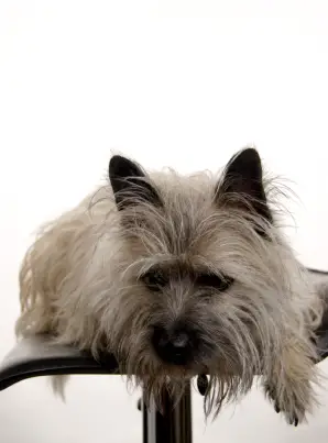Cairn Terrier