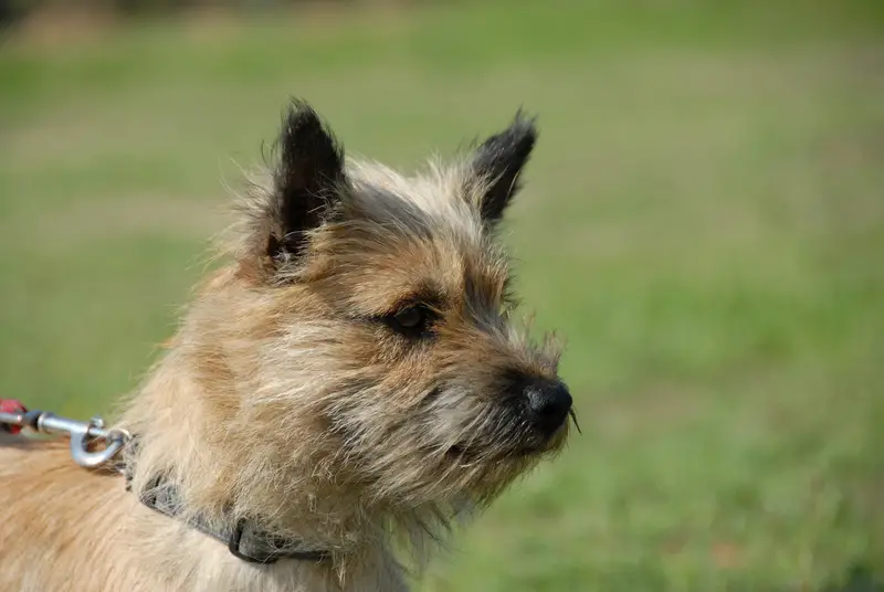 Cairn Terrier