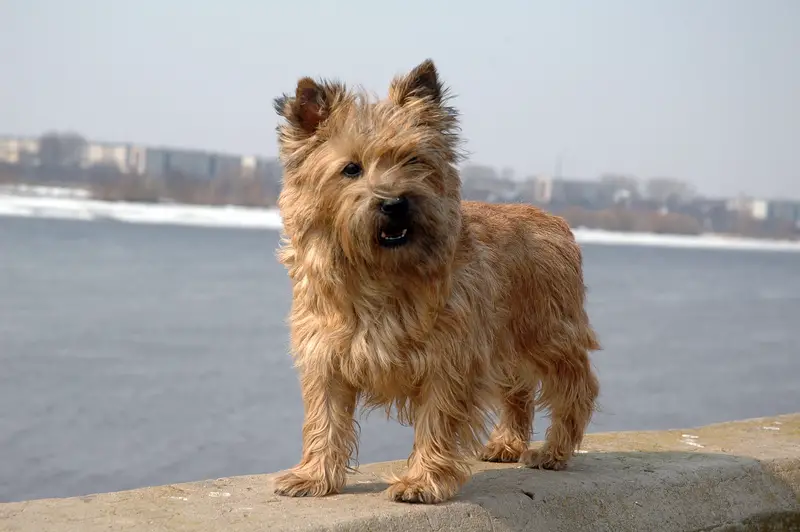 Cairn Terrier