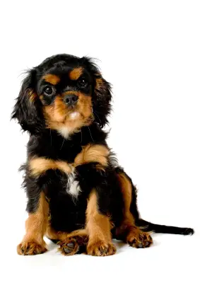 Cavalier King Charles Spaniel