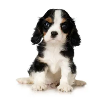 Cavalier King Charles Spaniel