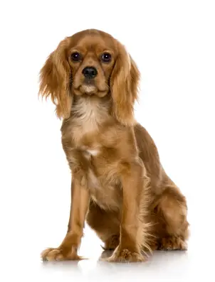 Cavalier King Charles Spaniel