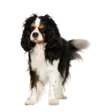 Cavalier King Charles Spaniel