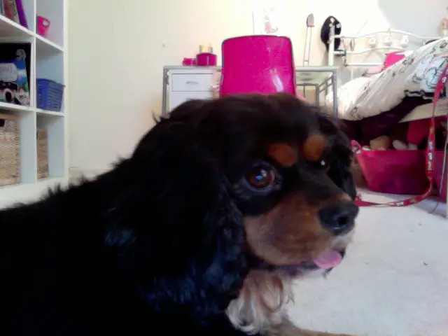 toby