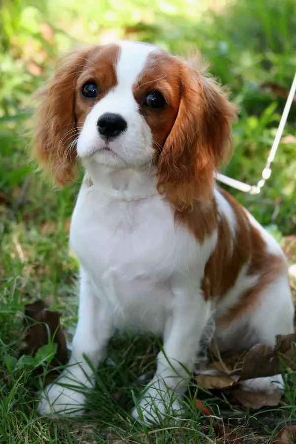 Cavalier King Charles Spaniel Cavalier King Charles Spaniel Dog Breeds