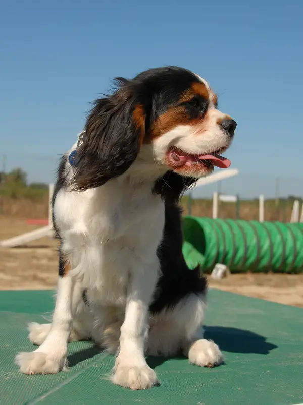 Cavalier King Charles Spaniel