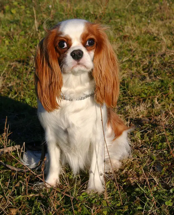 Cavalier King Charles Spaniel