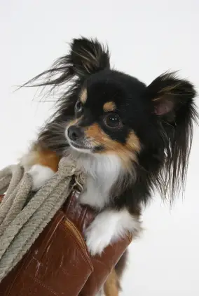 Chihuahua (Long coat)